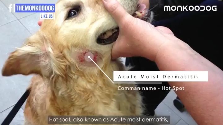 Doctor's recommendation Pet Antifungal Spray for Dogs, Dog Skin