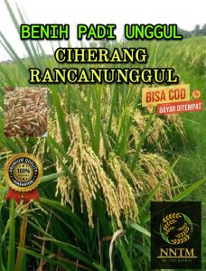 benih padi unggul CIHERANG RANCANUNGGUL Kemasan 1 KG