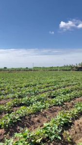 ‼️ถูกที่สุด‼️ ยกลัง5 กิโลกรัม มันหวานญี่ปุ่นสายพันธุ์ Okinawa ปลูกไทย เนื้อเหลือง หอมหวาน อร่อย .สินค้าเคลมได้