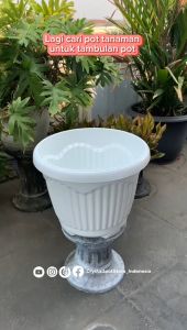 POT BUNGA TANAMAN SHALLOM MIO KUPING BAHAN TEBAL - SHALLOM MIO KUPING