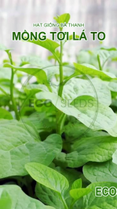 [EcoSeeds] Combo Tiết Kiệm 5 Gói Hạt Giống Rau Mồng Tơi Lá To - Cao Sản Sinh Trưởng Mạnh - Gói 20g