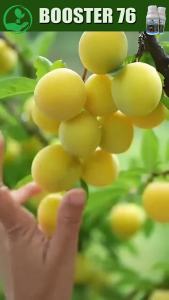 STIMULATE FRUIT BOOSTER 76 150ml Organic Flowering & Fruiting Enhancer for Plants(Liquid Fertilizer)