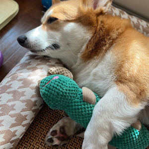 Đồ Chơi Cho Chó Búp Bê Bằng Bông Phát Âm Thanh Dụng Cụ Thần Thánh Cho Chó Giải Bí Răng Nghiến Răng Răng Răng Răng Giả Lông Chó Poodle Chó Con Thú Cưng