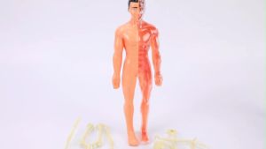 3D Human Body Torso Model Educational Toys Human Organs Model DIY Assembly Science Kits Human Body Toys Anatomy Model Skeleton Model for Kids 6 7 8 Year Old