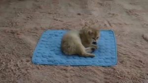 Dog Cat Summer Cooling Mat Pad Blanket Sofa Washable Cushion Ice Silk Carpet Cat Bed Dog Bed