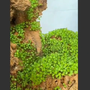 Hạt cỏ trang trí cho hòn non bộ siêu đẹp - Hoang My food and beauty