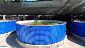 10FEET Diameter X 4FEET Deep Biofloc Circular Pond Waterproof Original High Quality Fish Pond Trapal FRAME NOT INCLUDED