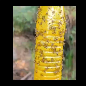 ส่งเร็ว!อุปกรณ์ดักแมลง 450ml ดักแมลงวัน ล่อแมลงวันทอง กับดักแมลงวันทอง น้ำยาล่อแมลงวัน น้ำยาดักแมลงวันทอง สำหรับดักแมลงวันทอง แมลงศัตรูพืชต่างๆ