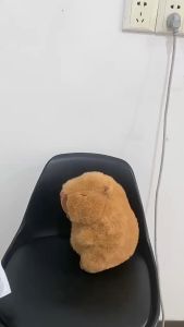 Khẩu trang Capybara cực đáng yêu mới nhất 2024