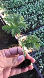 มอสซี่ บัสเตอร์ (Mozzie Buster) หรือที่เรียกกันง่ายๆ ว่าต้นไม้กันยุง