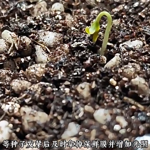 Multiple varieties of vegetable seeds with high germination rate easy to plant suitable for home balcony gardens  多品种蔬菜种子 高发芽率 易种植