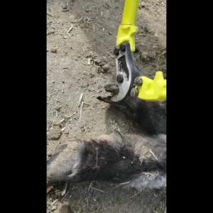 350mm Hoof Trimmer for Goats