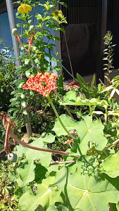 MM - Buddha Belly (Jatropha podagrica) live plant sappling