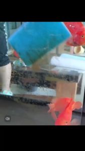 Aquarium Cleaning Brush Glass Cleaner Algae Scrub Scraper Sponge Telescopic Fish Tank Aquarium Span Pembersih Akuarium