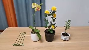 10 Buah/Set Bracket Holder Tanaman Bunga Phalaenopsis/Plant Pot Support Holder /Plant Single Pole Support Stake/Flower Support Pole