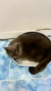 กะทะแมวเย็นอลูมิเนียม ใช้กับสัตว์เลี้ยงที่ขี้ร้อน ออกแบบชามใช้รูปร่างเว้าและนูน แข็งแรงทนทาน ทำความสะอาดง่าย BUTO