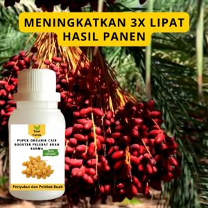 Pupuk Kurma Cepat Berbuah / Pupuk Pelebat Buah Kurma/ Pupuk Booster Kurma Cair