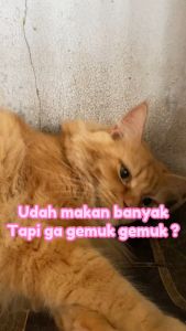 Cat & fit X2 - obat caging oral anjing kucing kelinci - migofit deworm