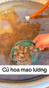 Củ Giống Hoa Mao Lương Size To Đủ Màu Bông To Đẹp Dễ Trồng Dễ Chăm Sóc