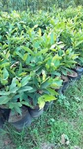 Bibit Jambu Jamaika Cepat Berbuah Stek Okulasi