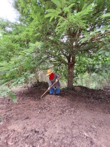 ดินใบมะขาม (ขูดเฉพาะหน้าดินใต้โคนต้นมะขามร่วนละเอียด)