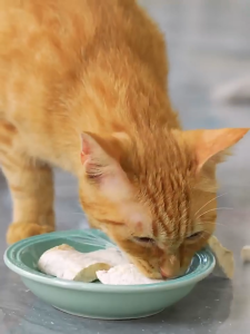 [Neko Canteen] Meow Fans Freeze Dried/Floss Cat Treats (Duck/Chicken Breast) Thick Cut Premium Snack High Protein 喵梵思 零食冻干 猫咪 原切厚肉 鳕鱼 鸡脖 鸭胸肉 拌饭 鸡丝 冻干 洁齿 65g