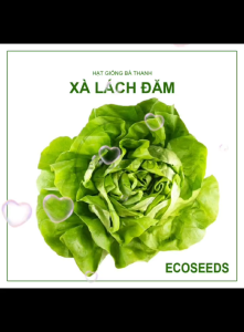 [EcoSeeds] Combo 2 Gói Hạt Giống Xà Lách Đăm (Xà Lách Búp Xà Lách Cuộn) - Chịu Nhiệt Kháng Bệnh Tốt - Gói 10g