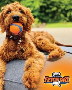 Teekland Petmate Rubber Ball Chuckit Ball: A Durable & Versatile Dog Toy