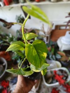 Pothos Golden rooted live plant (in 3.5x3.5x10" polybag)