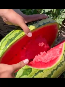 เมล็ดฟักทองเมล็ดฟักทองเมล็ดฟักทองเมล็ดฟักทองปราศจากเมล็ดพันธุ์สารเรืองแสง