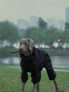 Large Dog Raincoat Four-Leg Full Wrap Waterproof Alaska White Bear Coat with Hood Skiing Tailored for Outdoor Sports Dogs