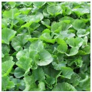 ☘️ต้นกล้าใบบัวบก หรือ ผักหนอก พร้อมปลูกในถุงดำต้นละ 30บาท ซื้อ 5 ต้นรับฟรี 1ต้น☘️