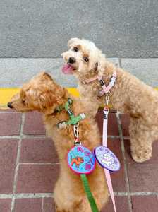 Pet Leash Chest Back Magic Stick Decal Warning Sign Individual Identification Decoration Fun Social Sticker for Cats And Dogs