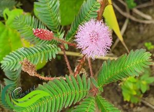 Rumput Putri malu segar bugar Kemasan 100 gram siap kirim