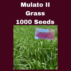 Mulato II 1000 Seeds Forage Grass Seeds