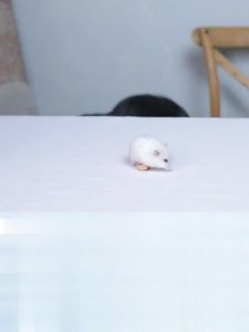 Tingkatkan ultrasonik alat pengusir tikus Efektif mengusir tikus kecoa  semut  nyamuk dan laba-laba Alat Pengusir Tikus Serangga Elektrik Pest Repeller