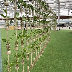 Creative DIY Decorative Flower Holder Partition Curtain Hemp Rope Glass Hydroponics Green Plant Vase Utensils Home Living Room Wall Hanging