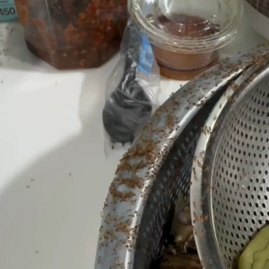 เจลกำจัดมด ANTIANT เหยื่อกำจัดมด เจลล่อมด หยดเดียวตายยกรัง ราคาที่สุด