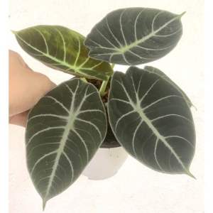 Alocasia Black Velvet