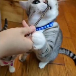 ขัดฟันแมว ไม้มาทาทาบิ  ไม้ขัดฟันแมว สำหรับแมว 5 แท่ง/ซอง ขัดฟันสัตว์เลี้ยง ลดคราบหินปูน  ให้แมวผ่อนคลาย ลดความเครียด