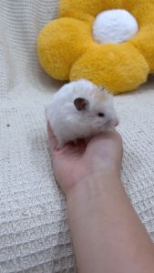[24HR SHIP] HAMSTER STARTER SET Hamster Gerbil Mice Food Supplement Bedding Snack Treat