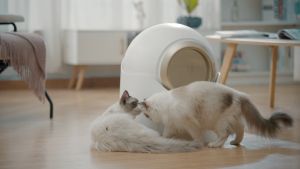 Nhà vệ sinh cho mèo Mioo cao cấp chính hãngNhà vệ sinh cho chó mèo dọn vệ sinh bán tự động dọn sạch chỉ bằng 1 thao tác đơn giản quá trình luôn được khép kín tránh mùi hôi và giữ vệ sinh tuyệt đối nhà vệ sinh cho mèo size lớn