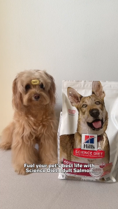 [Bundle Of 2] Hills Science Diet Adult Salmon & Brown Rice Recipe Dry Dog Food 2kg