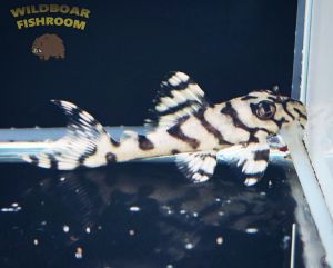 L236 pleco | Pleco | aquatic | Fish | super white pleco | Live animal