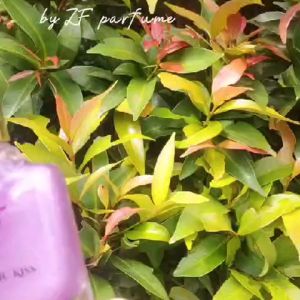 PARFUM ZF SHIMMER [BARU] NON ALKOHOL 30ML edp parfume
