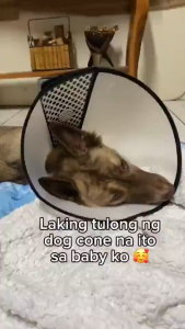 Pet Elizabeth Cone E-Collar Dog Cat Head Cover Anti Bite Cone Protective Cone E-Collar for Pet