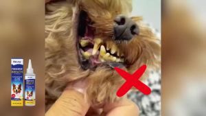 EELJOY Pet Dental Care Gel Reducing Plaque Tartar & Bad Breath Freshing Natural Formula No Brushing Gum Health Pet Oral Cleaner
