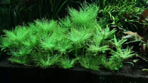 Master Soil -Aquarium Substrate(repack 1 kg)