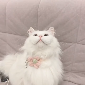 BLIVO ดอกไม้ปลอกคอแมว ปลอกคอ ปลอกคอสุนัข ปลอกคอสัตว์เลี้ยง ลายอุ้งเท้าติดกระดิ่ง แบบปรับขนาดได้