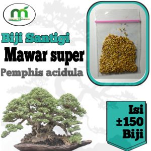 Biji santigi mawar super 90% berkecambah isi 150.